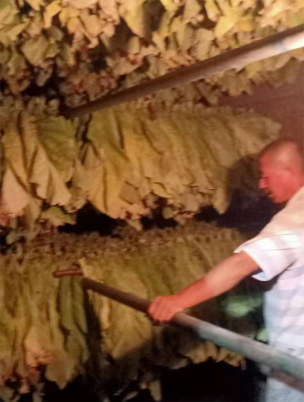 煙葉變黃